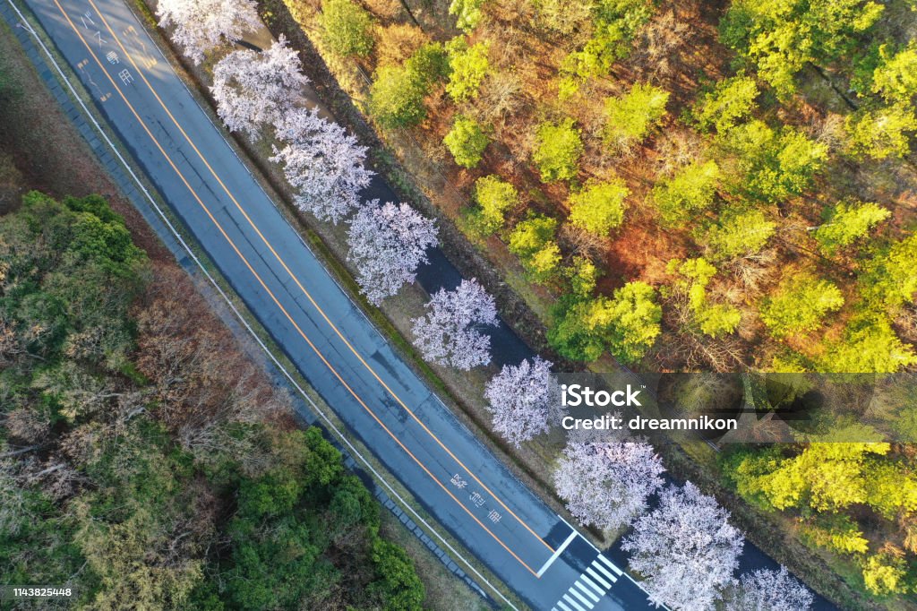 A row of cherry trees lined up with drone The shooting site is Mogi-cho, Tochigi Prefecture Aerial View Stock Photo