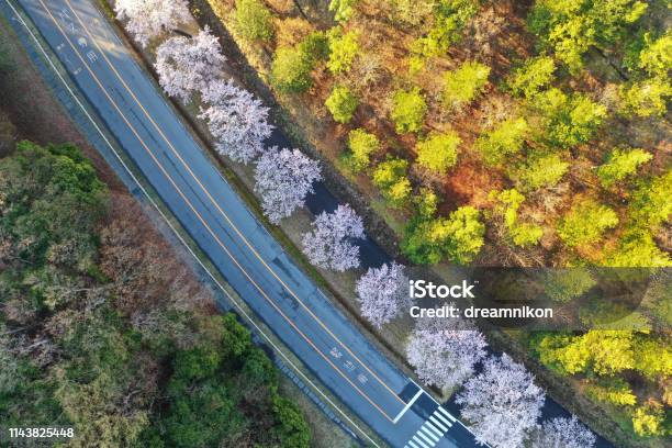 A Row Of Cherry Trees Lined Up With Drone Stock Photo - Download Image Now - Aerial View, April, Cherry Blossom