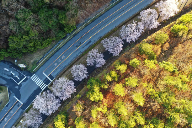 istock A row of cherry trees lined up with drone 1143825452