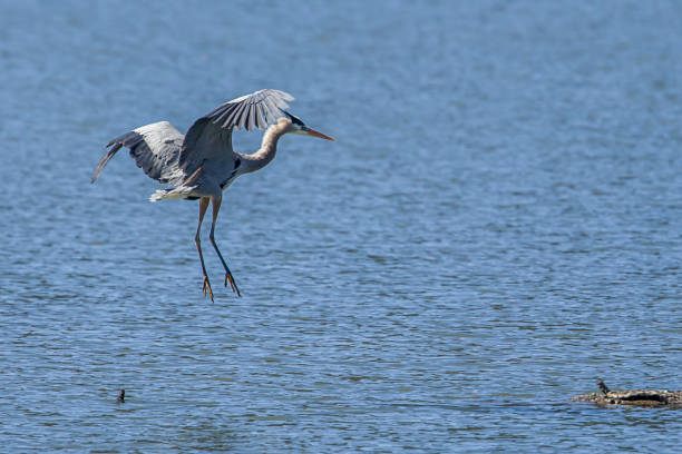 istock Heron comes in for landing. 1143827088