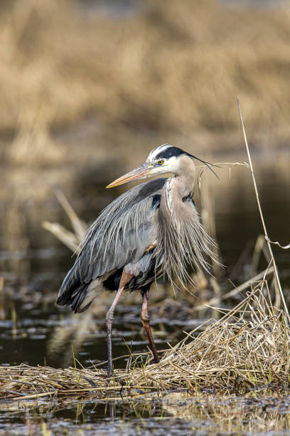 istock Great blue heron in the weeds. 1143827098