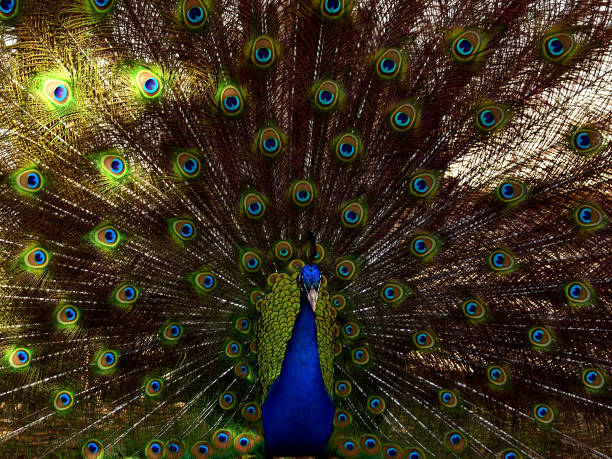 istock Beautiful Peacock Closeup 1143828445