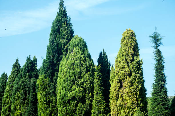 istock Garden park details 1143834697