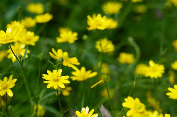 istock Field of small yellow flowers 1143837076