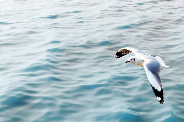istock Seagull flying solo above the blue sea 1143837426
