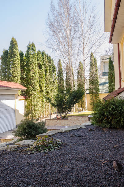 istock a row of poplar trees in the back yard 1143838603