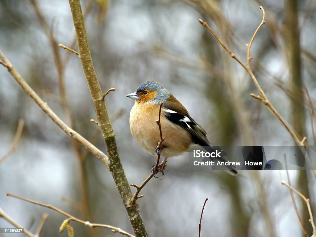 Pinson des arbres (Fringilla coelebs) - Photo de Jardin de la maison libre de droits