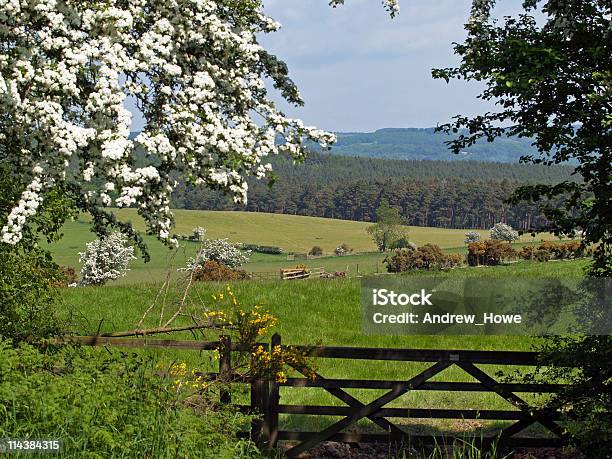 Photo libre de droit de Vue Sur La Campagne banque d'images et plus d'images libres de droit de Angleterre - Angleterre, Culture anglaise, Prairie