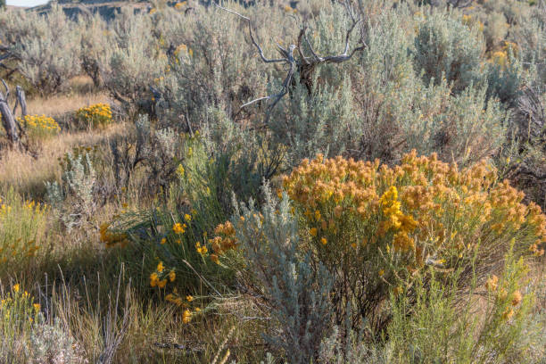 Full frame view of yellow wildflowers in a Wyoming meadow.