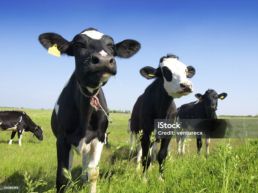 Vacas en un prado verde - Foto de stock de Agricultura libre de derechos