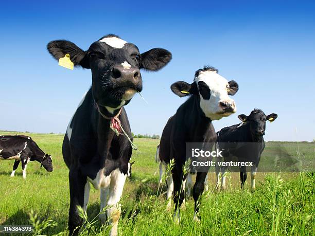 Vacas En Un Prado Verde Foto de stock y más banco de imágenes de Agricultura - Agricultura, Aire libre, Ajardinado