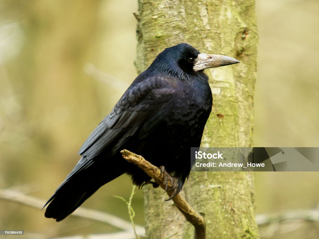 Gralha do (Corvus frugilegus) - Royalty-free Reino Unido Foto de stock