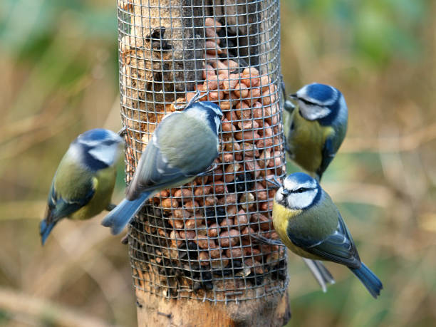 Blue Tit  Feeding Frenzy  british birds stock pictures, royalty-free photos & images