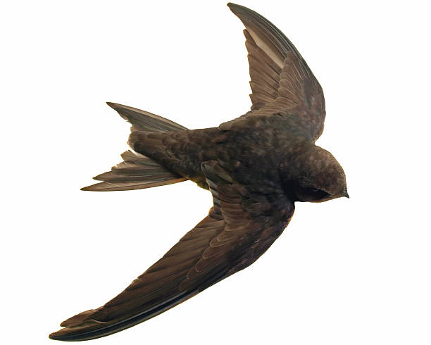 Swift (Sunset-Sunset)  swift bird stock pictures, royalty-free photos & images