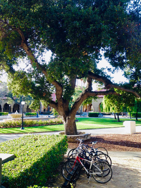 istock Beautiful Tree with Bicycles parked in its shadow 1143845333