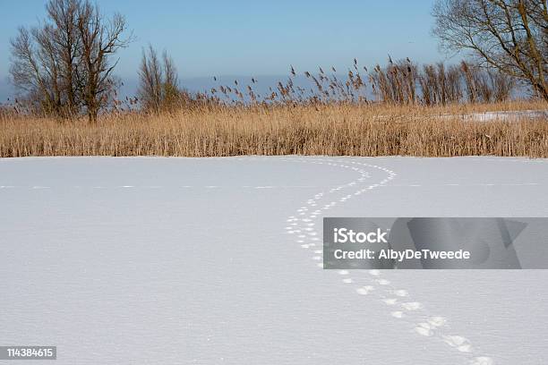 Fox Titel Im Schnee Oostvaardersplassen Niederlande Stockfoto und mehr Bilder von Schnee