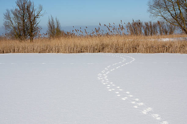 fox pistas de nieve (oostvaardersplassen, holland - frozen cold lake reed fotografías e imágenes de stock