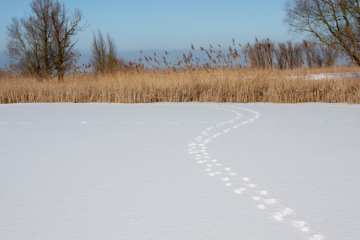 winter in the mountains of Greece. hare tracks in the snow in Elatochori