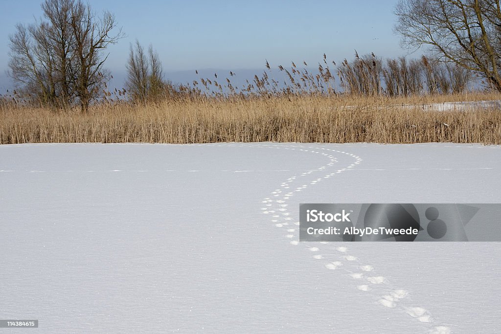 Fox faixas na neve (Oostvaardersplassen, Holanda - Foto de stock de Neve royalty-free