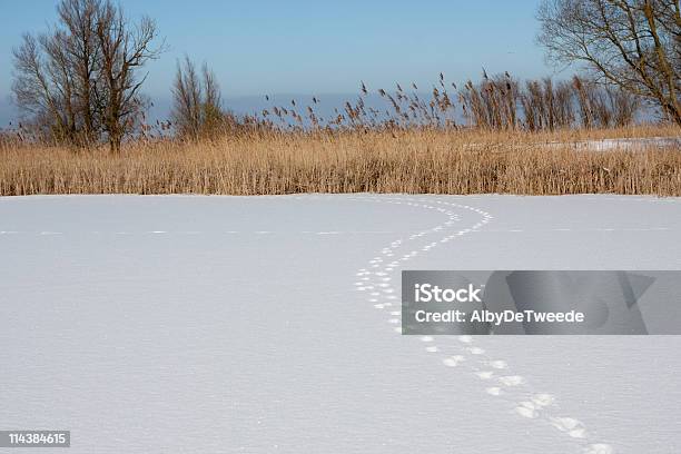 Foto de Fox Faixas Na Neve Oostvaardersplassen Holanda e mais fotos de stock de Neve - Neve, Raposa - Cão Selvagem, Rasto