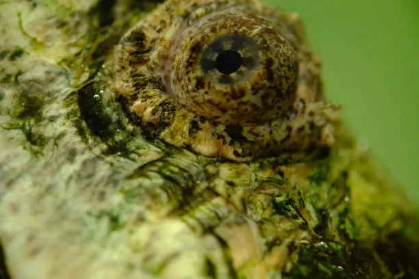 Photo of Skin of alligator snapping turtle