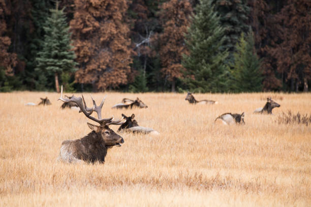 Bull elk in the autumn in a Canadian national park