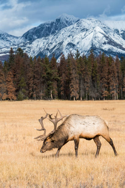 istock Bull elk in the wild 1143848348