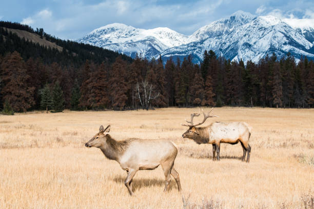 istock Bull elk in the wild 1143848351