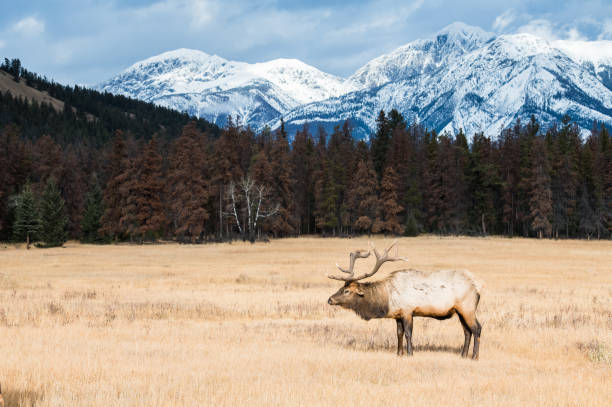 istock Bull elk in the wild 1143848367