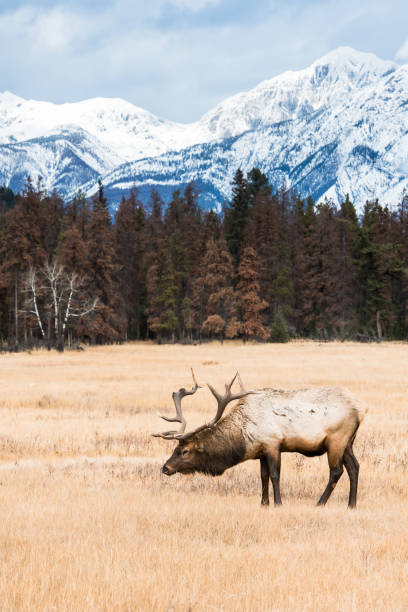 istock Bull elk in the wild 1143848882