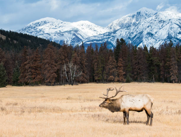 istock Bull elk in the wild 1143848892