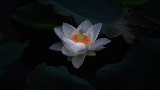 istock White lotus flower 1143849538