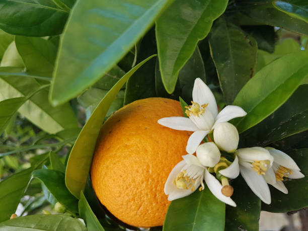 istock orange tree flowers fresh aroma green leaves for detergent background 1143850349