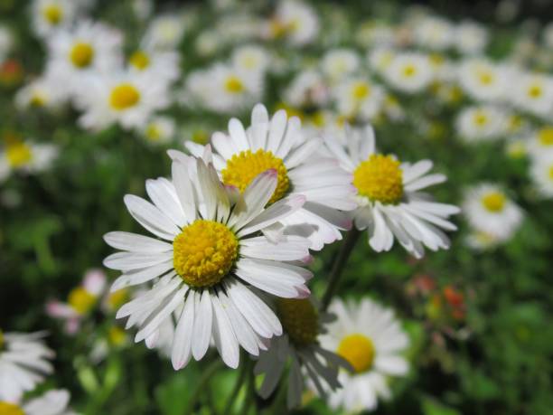 Daisy flowers