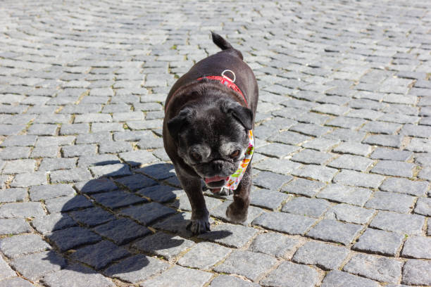 istock black pug named adelheid at marketplace 1143851262