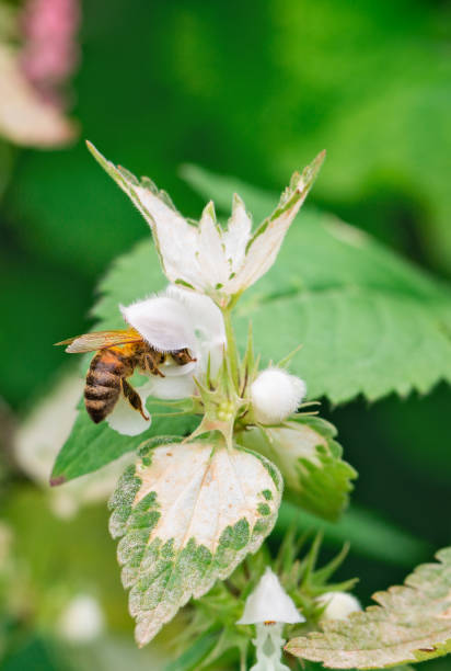 istock bee collects nectar from a white flower 1143852104