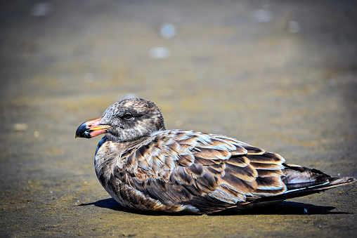Young pacific gull on the beach