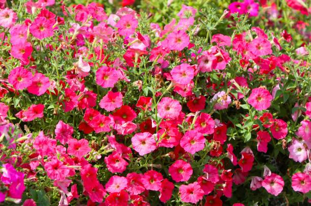 istock Many pink flowers. 1143857892