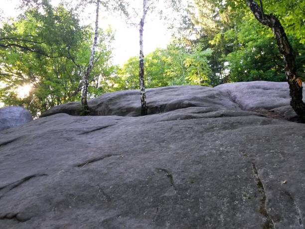 istock Rock from which trees grow, look from below 1143858176