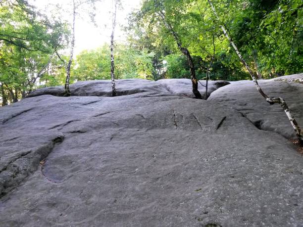 istock Rock from which trees grow, view from below 1143859275