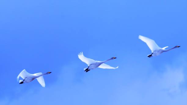 istock A swan flying in the blue sky 1143859283
