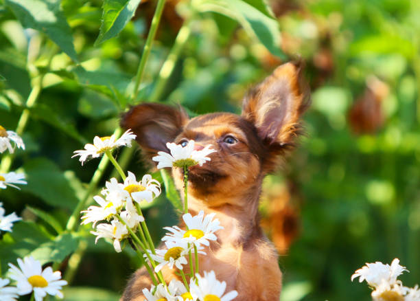 istock Cute puppy sniffs white flowers on the street. 1143860076
