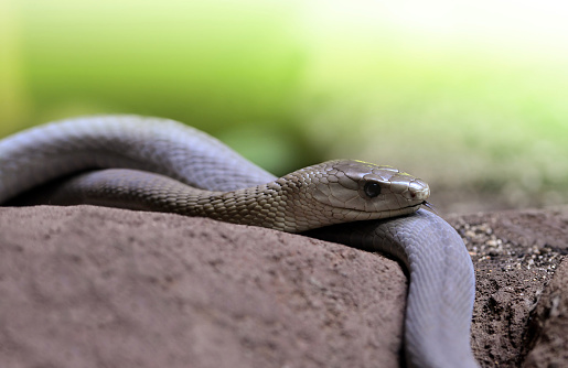 Black Mamba (Dendroaspis polylepis) is extremely venomous snake native to parts of Sub-Saharan Africa.