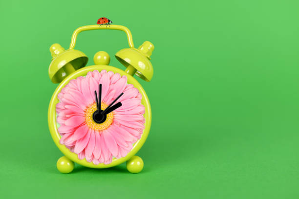 Gerbera daisy flower and alarm clock on green background.Spring time concept.