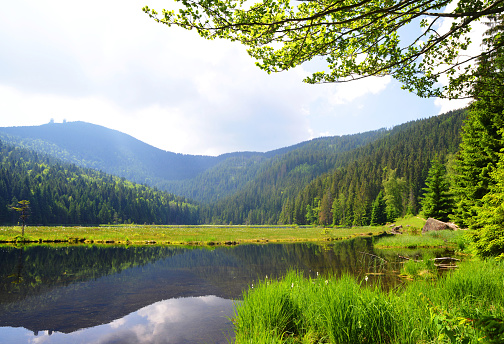 Kleiner Arbersee lake in the National park Bavarian forest,Germany.