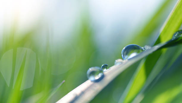istock Transparent drops of water dew on grass close up. 1143860338