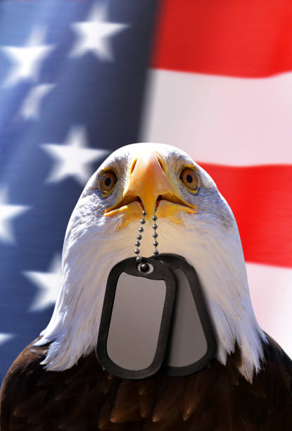 Bald Eagle holds a dog tags in his beak.
