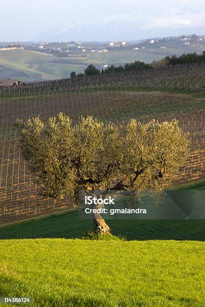 Samotny Drzewo Oliwne - zdjęcia stockowe i więcej obrazów Abruzja - Abruzja, Apeniny, Bez ludzi