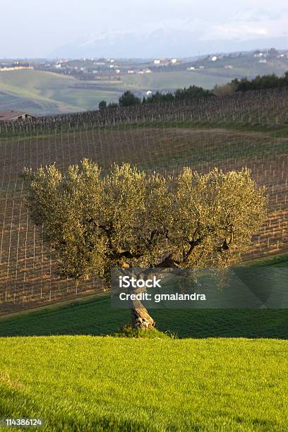 Solitário Oliveira - Fotografias de stock e mais imagens de Abruzzi - Abruzzi, Agricultura, Ajardinado