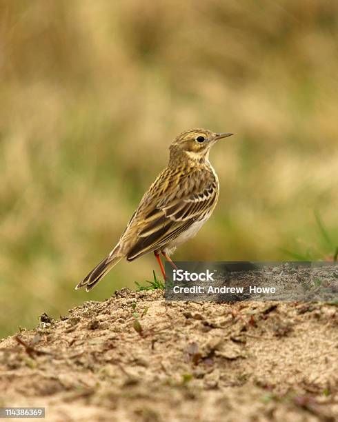 Photo libre de droit de Pipit Farlouse banque d'images et plus d'images libres de droit de Anthus - Anthus, Beauté de la nature, Couleur vive